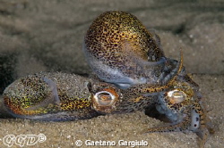 Bobtail squids mating...
They are not shy and if you are... by Gaetano Gargiulo 